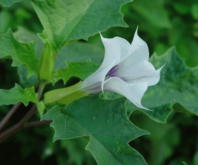 Datura jigsaw puzzle