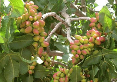 pistacchio