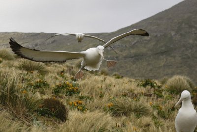 פאזל של albatros
