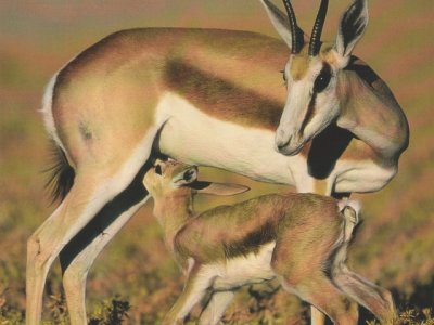 פאזל של antilope