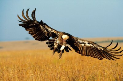 avvoltoio
