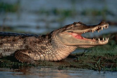 פאזל של alligatore