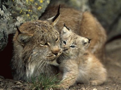 lince jigsaw puzzle