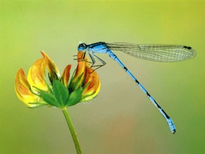 libellula jigsaw puzzle