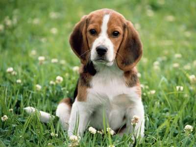 Beagle jigsaw puzzle