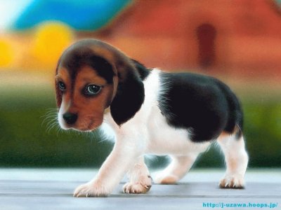 Beagle jigsaw puzzle