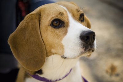 Beagle jigsaw puzzle