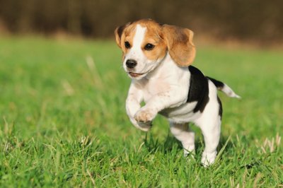 Beagle jigsaw puzzle