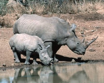 פאזל של rinoceronte