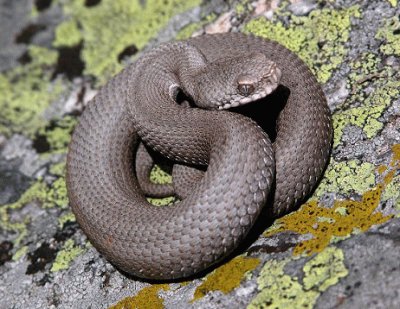 vipera