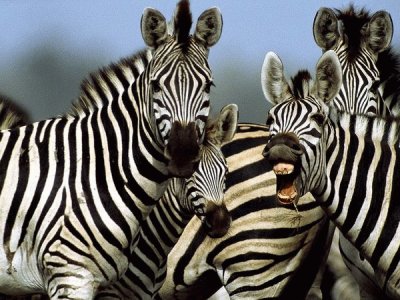 פאזל של zebra