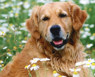 Golden Retriever jigsaw puzzle