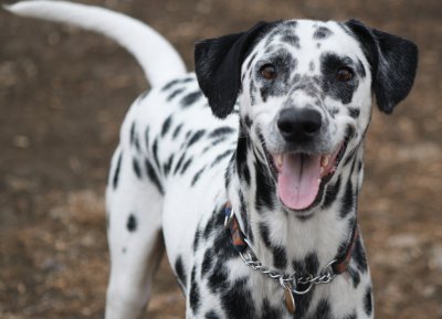 Dalmata jigsaw puzzle