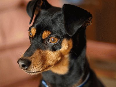 פאזל של Pinscher