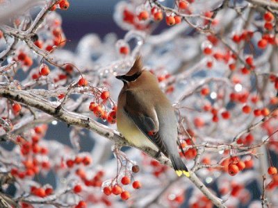 פאזל של winter