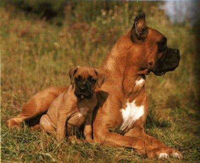 Boxer jigsaw puzzle