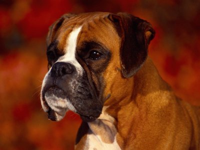 Boxer jigsaw puzzle