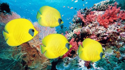 peces tropicales jigsaw puzzle