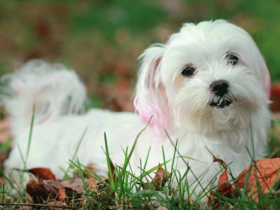 Bichon MaltÃ©s #12 jigsaw puzzle