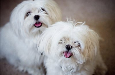 Bichon MaltÃ©s jigsaw puzzle