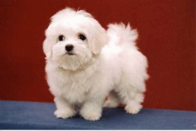 Bichon MaltÃ©s