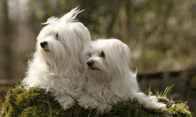 Bichon MaltÃ©s jigsaw puzzle