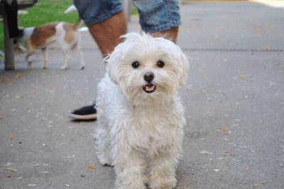 Bichon MaltÃ©s jigsaw puzzle