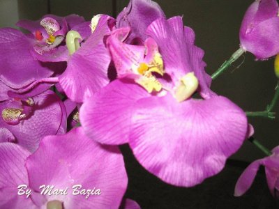LILAS - LILAS