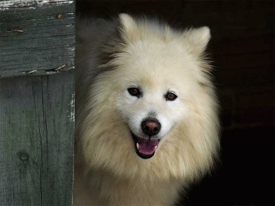 Perro samoyedo jigsaw puzzle