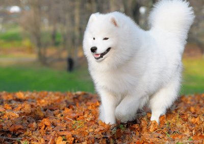 פאזל של Perro samoyedo, en el parque.