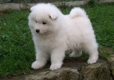 Perro samoyedo, cachorro.