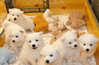 Camada de cachorros samoyedos jigsaw puzzle