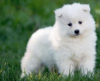 פאזל של perro samoyedo