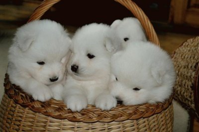 perro samoyedo