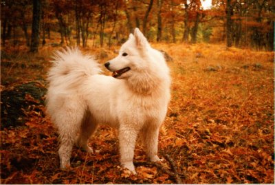 פאזל של perros samoyedo