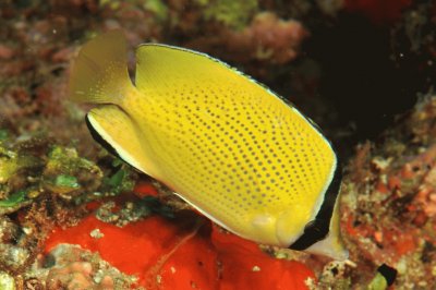 פאזל של Chaetodon citrinellus