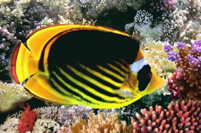 Chaetodon fasciatus jigsaw puzzle