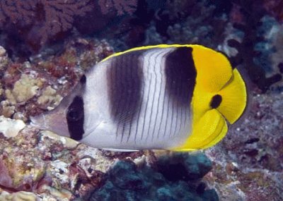 Chaetodon ulietensis jigsaw puzzle