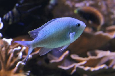 Chromis caerulea