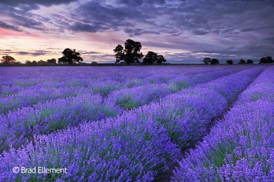 פאזל של Purple Fields