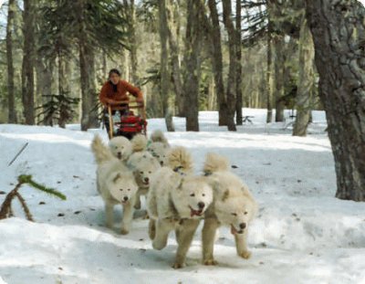 trineo empujado por perros samoyedo