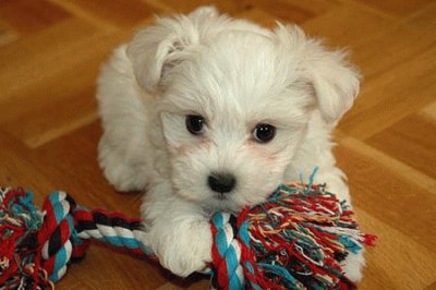 bichon mates y su juguete