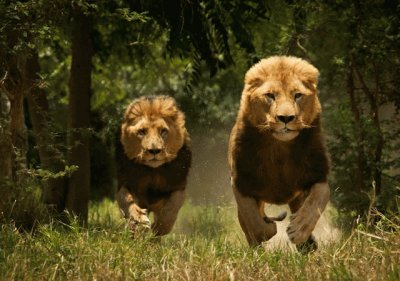 פאזל של leones