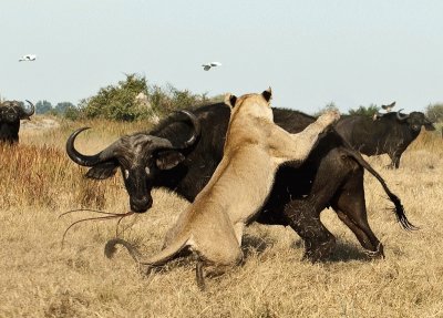 leones jigsaw puzzle