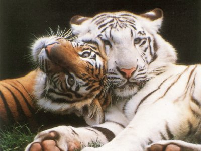 tigres