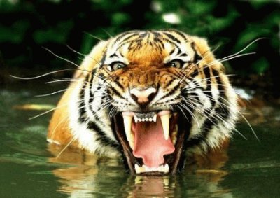 tigres