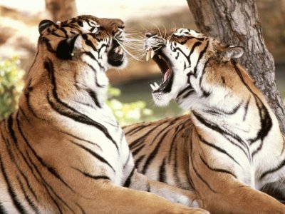 פאזל של tigres