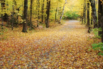 Carpet of Leaves jigsaw puzzle