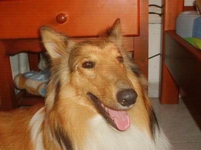 martagargas