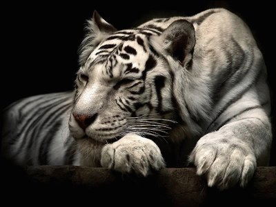 tigre albino jigsaw puzzle